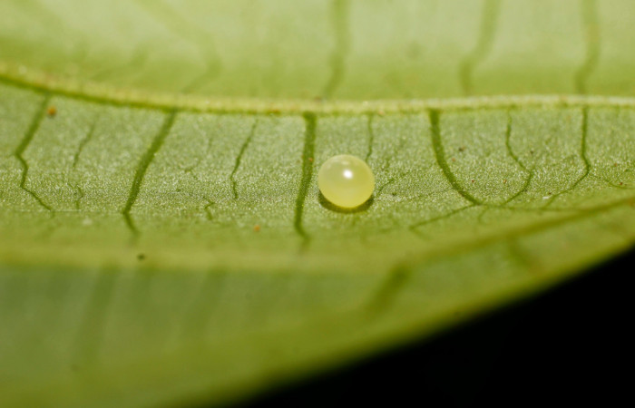 Figura 2. Huevo de <i>Pachygonidia ribbei</i></i> (Sphingidae), en la hoja de la planta <i>Hoffmannia longipetiolata</i></i> (Rubiaceae). 14-SRNP-30126-DHJ802126.jpg.