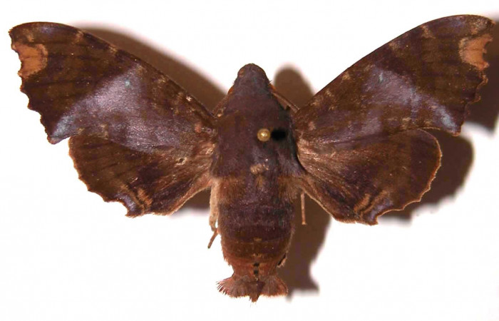 Figura 25. Adulto <i>Pachygonidia ribbei</i></i> (Sphingidae), macho posición dorsal. 97- SRNP-9634-DHJ35802.