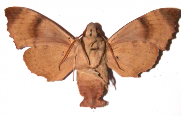Figura 26. Adulto <i>Pachygonidia ribbei</i></i> (Sphingidae), macho posición ventral. 97- SRNP-9634-DHJ35803.