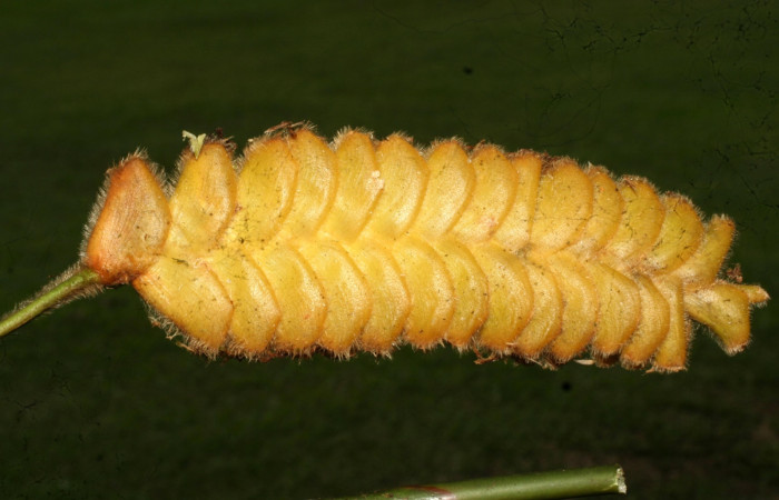 Fig.11 Flores de planta hospedera Calathea lasiostachya de larva <i>Eurybia lycisca</i></i> Sendero Memos. Voucher 11-SRNP-32684- DHJ484280.jpg