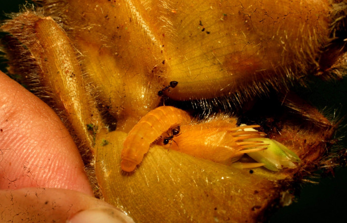 Fig. 10 .Larva <i>Eurybia</i></i> lycisca, último estadio, Sendero Memos. Voucher 11-SRNP-32684- DHJ484283.jpg.