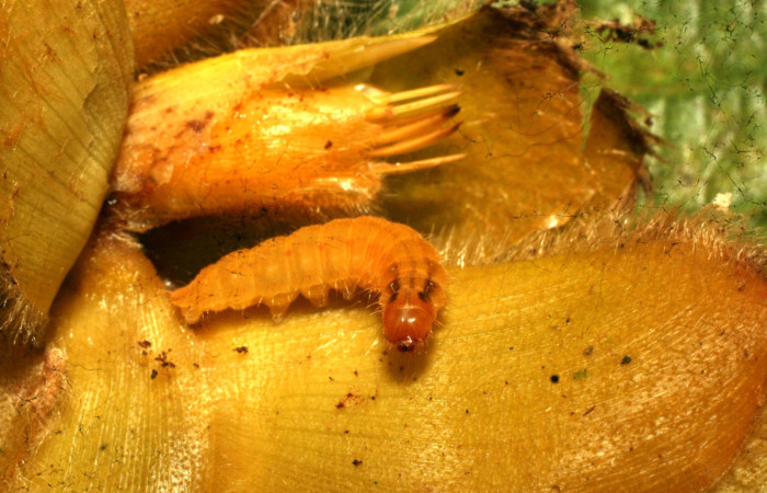 Fig. 5. Larva. <i>Eurybia lycisca</i></i> último estadio, Sendero Memos. Voucher 11-SRNP-32684- DHJ484290.jpg