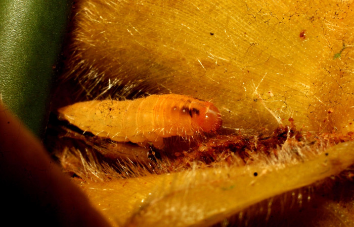 Fig. 8 .Larva <i>Eurybia lycisca</i></i> último estadio, Sendero Memos. Voucher 11-SRNP-32684- DHJ484300.jpg.
