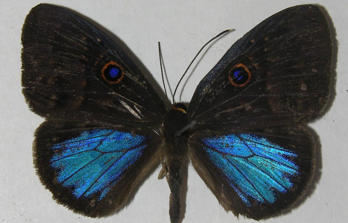 Fig. 1. Adulto <i>Eurybia lycisca</i></i> familia Riodinidae, vista dorsal. tamaño 39mm. Voucher 11- SRNP-32836-DHJ555668.