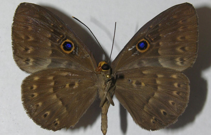 Fig. 2. Adulto <i>Eurybia lycisca</i></i> familia Riodinidae, vista ventral. Voucher 11-SRNP-32836- DHJ555669.