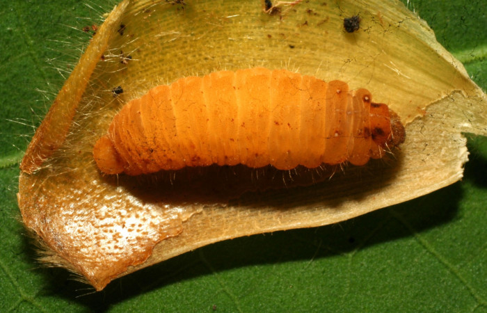 Fig. 12 Larva <i>Eurybia lycisca</i></i> Parasitada por familia de parásito Braconidae Triraphis Janzen124. Estación Pitilla, foto 09/29/2011. Voucher 11- SRNP-32952-DHJ484389.jpg.