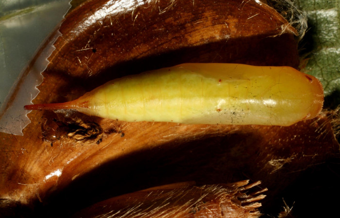 Fig. 6.Pupa <i>Eurybia lycisca</i></i> lateral entero. Voucher 11- SRNP-33034-DHJ484416.jpg.