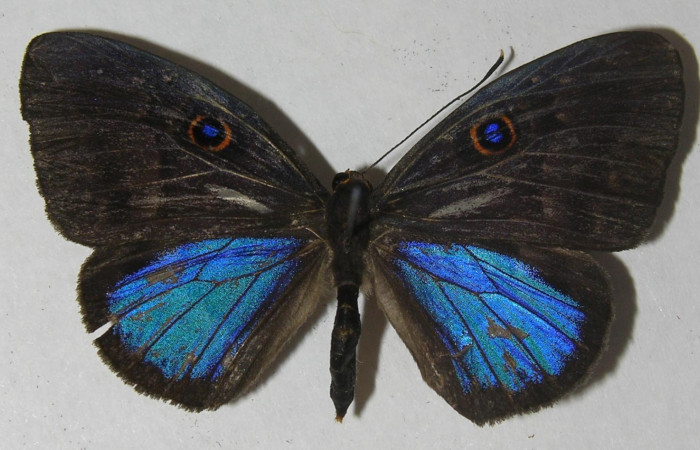 Fig. 3. Adulto <i>Eurybia lycisca</i></i>[ familia Riodinidae vista dorsal, tamaño 43mm. Voucher 11- SRNP-33060-DHJ555678.