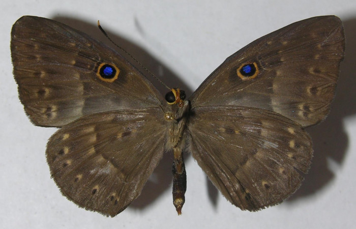 Fig. 4. Adulto <i>Eurybia lycisca</i></i> familia Riodinidae vista ventral, tamaño 43mm. Voucher 11- SRNP-33060-DHJ555679.