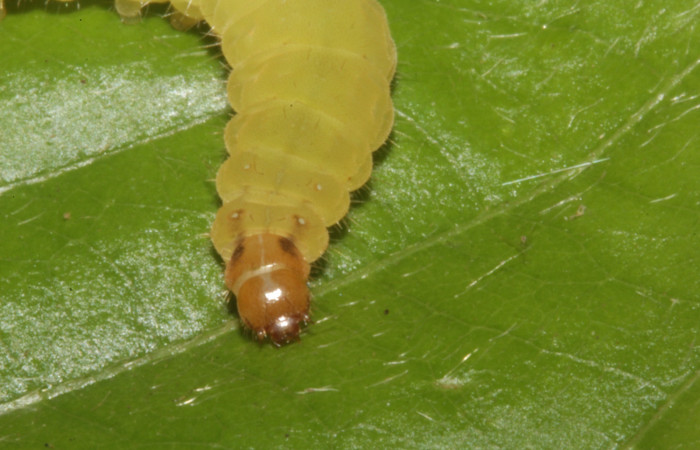 Fig. 7. Larva <i>Eurybia lycisca</i></i> último estadio, vista cabeza, Sendero Anonas. Voucher 17- SRNP-41116-DHJ725334.jpg