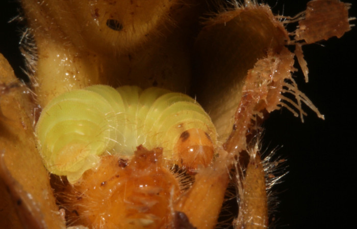 Fig. 9.Larva <i>Eurybia lycisca</i></i> último estadio, Sendero Memos. Voucher 17-SRNP-41116- DHJ725340.jpg.