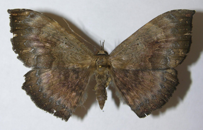 Figura 12. Vista Dorsal, <i>Hemeroblemma ochrolinea</i></i> (Erebidae).11-SRNP-65701-DHJ549030.
 
