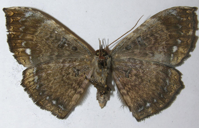 Figura 13. Vista ventral, <i>Hemeroblemma ochrolinea</i></i> (Erebidae) 11-SRNP-65701-DHJ549031.
 
