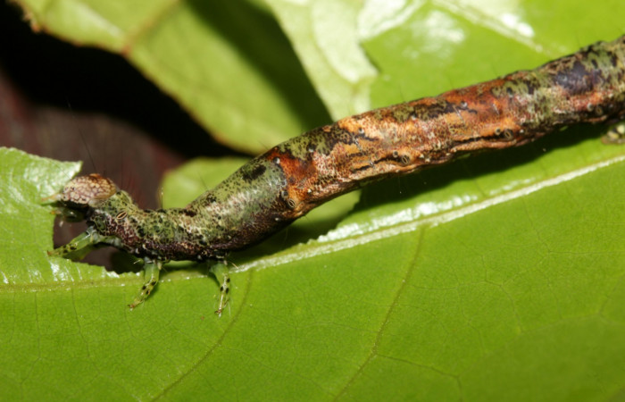 Figura 3. Detalle de colores y alimentación. <i>Hemeroblemma ochrolinea</i></i> (Erebidae).18-SRNP-27323-DHJ731799.