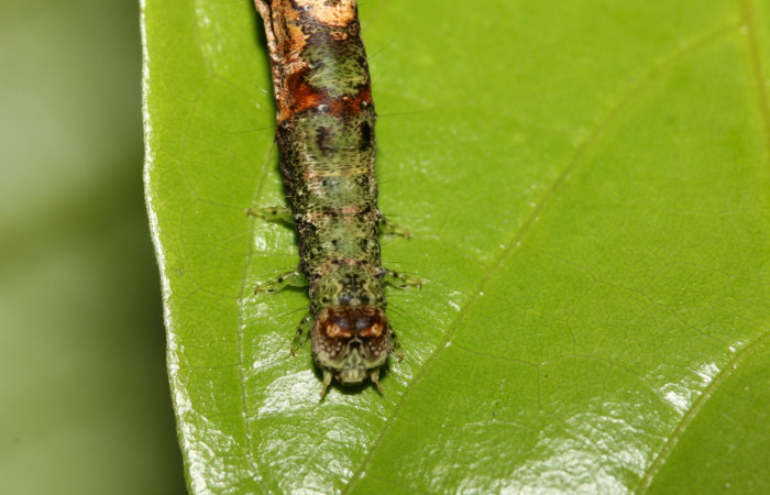 Figura 5. Detalle de cabeza, <i>Hemeroblemma ochrolinea</i></i> (Erebidae).18-SRNP-27323-DHJ731803.
 
