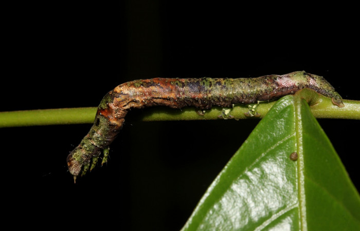 Figura 4. Vista lateral, <i>Hemeroblemma ochrolinea</i></i> (Erebidae). 18-SRNP-27323-DHJ731805.