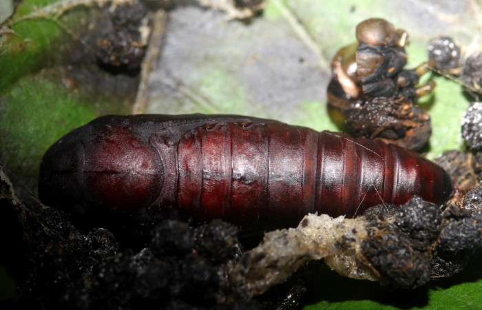Figura 9. Pupa <i>Hemeroblemma ochrolinea</i></i> (Erebidae).18-SRNP-27324-DHJ731846.