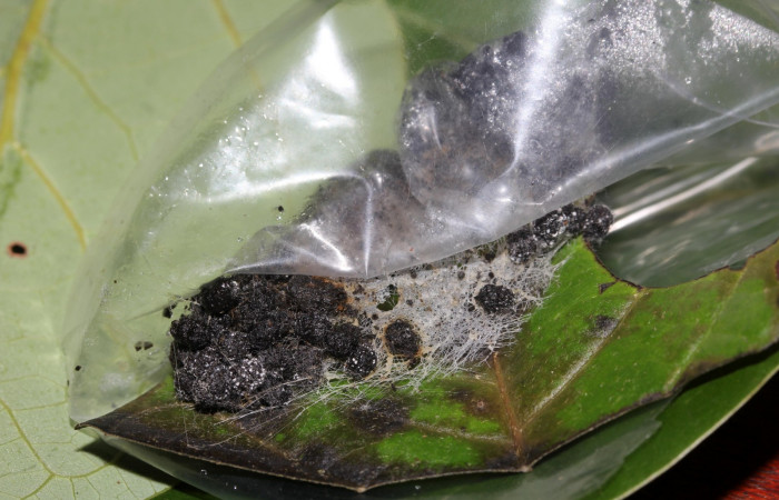 Figura 8. Detalle de refugio, <i>Hemeroblemma ochrolinea</i></i> (Erebidae). 18-SRNP-27324-DHJ731848.
 	