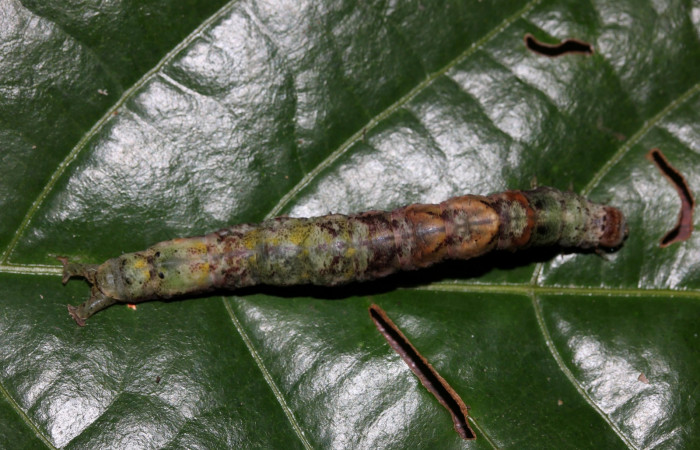 Figura 7.Vista dorsal <i>Hemeroblemma ochrolinea</i></i> (Erebidae) (18-SRNP-27424-DHJ731886).
 
