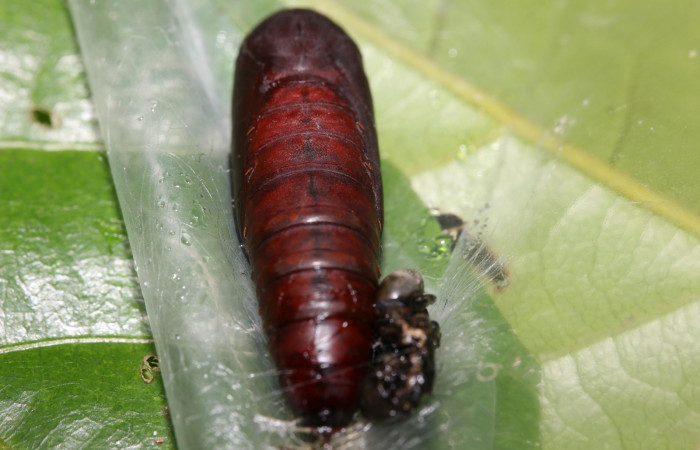 Figura 10. Pupa dorsal, <i>Hemeroblemma ochrolinea</i></i> (Erebidae).18-SRNP-27424-DHJ731925.
 
