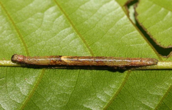 Figura 2. Larva en sus primeros estadíos. <i>Hemeroblemma ochrolinea</i></i> (Erebidae).18-SRNP-27439-DHJ731899.