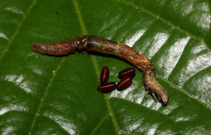 Figura 11. Detalle de puparios de (Tachinidae), junto a cadáver de larva, <i>Hemeroblemma ochrolinea</i></i> (Erebidae).18-SRNP-27441-DHJ731892.