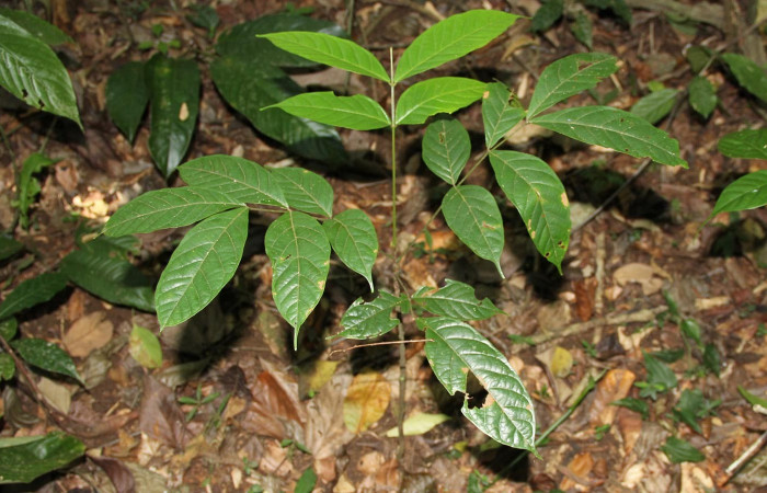 Fig 1. Planta hospedera donde se alimenta <i>Hemeroblemma ochrolinea</i></i> (Erebidae) </i>Tachigali costaricense (Fabaceae).
 
