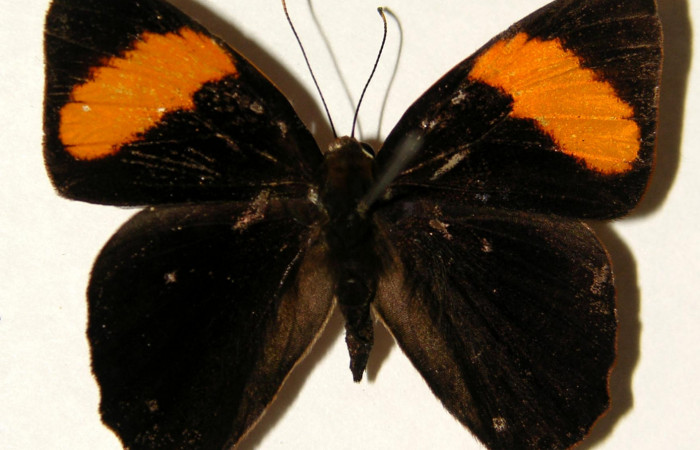 Figura 12. Posición dorsal del adulto, <i>Euselasia rhodongyne</i></i> de la familia (Ridinidae). Voucher, 03-SRNP-11605- DHJ91948.