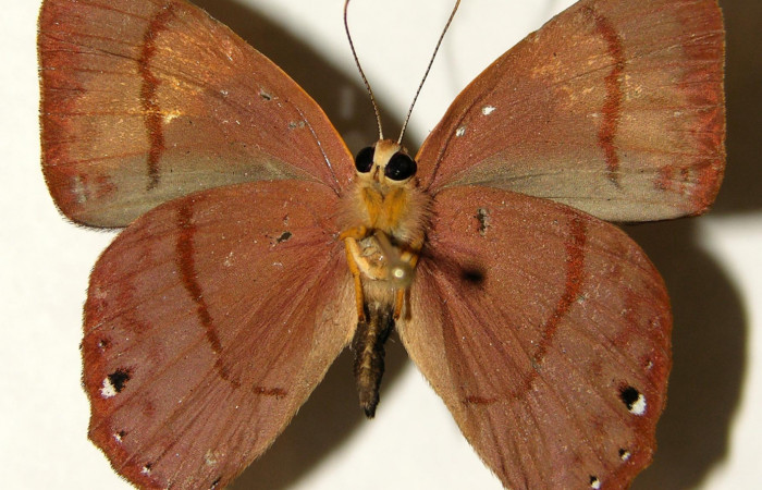 Figura 13. Posición ventral del adulto, <i>Euselasia rhodongyne</i></i> de la familia (Ridinidae) Voucher, 03-SRNP-11605-DHJ91949.