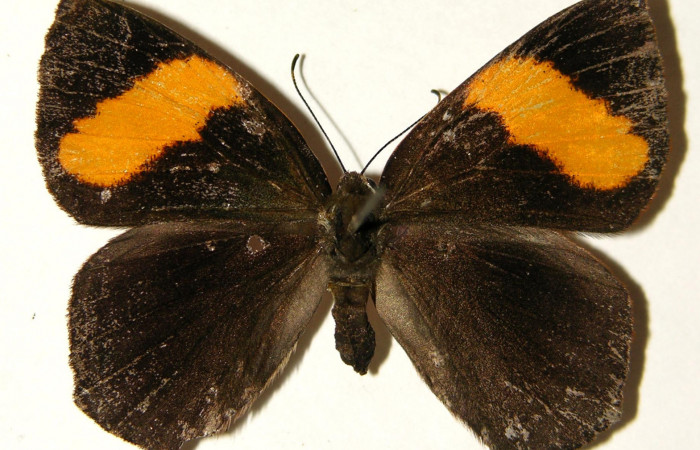 Figura 14. Posición dorsal del adulto, <i>Euselasia rhodongyne</i></i> de la familia (Ridinidae.) Voucher, 03-SRNP-11640-DHJ91950.