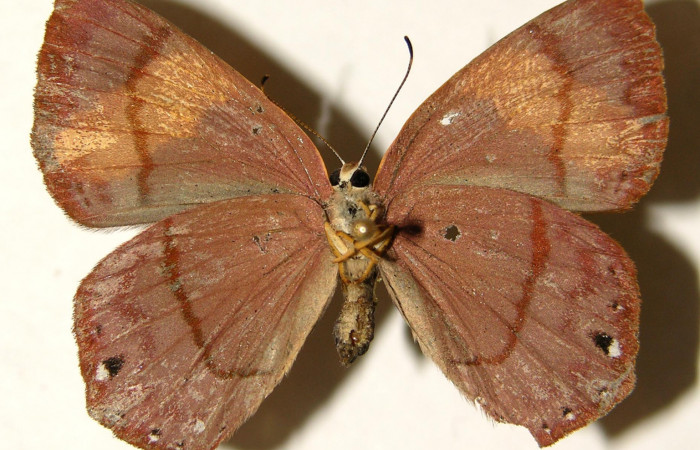 Figura 15. Posición ventral del adulto, <i>Euselasia rhodongyne</i></i> de la familia (Ridinidae). Voucher, 03-SRNP-11640- DHJ91951.