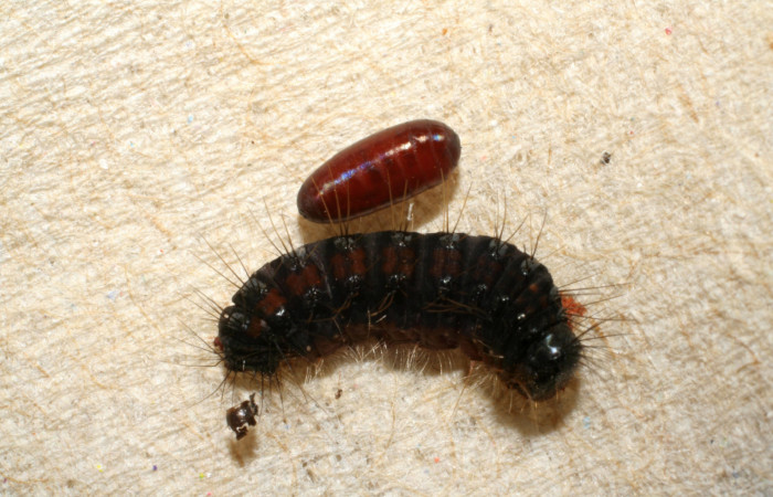 Figura 8. Pupario de parásito de la familia Tachinidae, junto a restos de la Larva <i>Euselasia rhodongyne</i></i> de La familia (Riodinidae) Voucher, 07-SRNP-42208-DHJ427939.