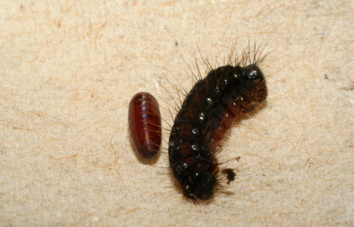 Figura 9. Pupario de parásito junto a restos de larva <i>Euselasia rhodongyne</i></i> de la familia (Ridinidae) Voucher, 07-SRNP-42208-DHJ427940.