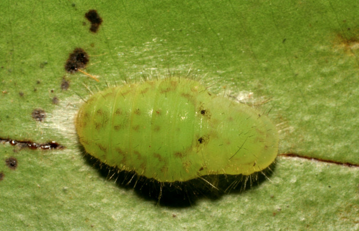 Figura 11.Pupa de <i>Euselasia rhodongyne</i></i> de la familia (Ridinidae). Voucher, 07-SRNP-42252- DHJ427945.