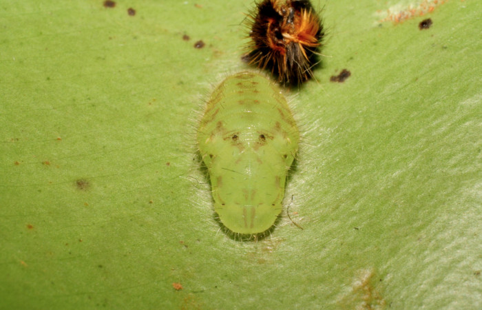 Figura 10. Pupa de <i>Euselasia rhodongyne</i></i> de la familia (Ridinidae) Voucher, 07-SRNP-42252- DHJ433750.