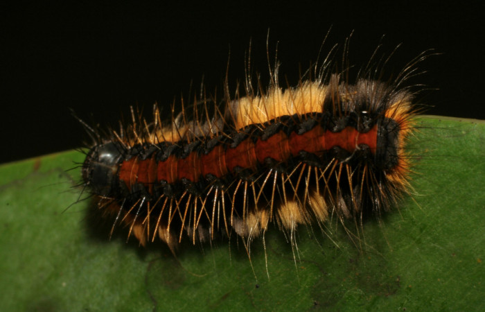 Figura 7. Lateral de la larva <i>Euselasia rhodongyne</i></i> de la familia (Riodinidae). Voucher, 07-SRNP-42267-DHJ427950.