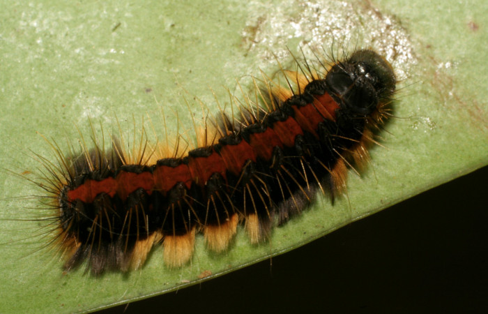 Figura 6. Dorso de la larva <i>Euselasia rhodongyne</i></i> de la familia (Riodinidae). Voucher, 07-SRNP-42267-DHJ427958.