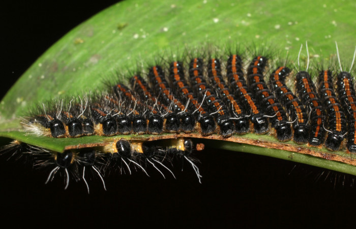 Figura 2. Cabezas de  larvas <i>Euselasia rhodongyne</i></i> de La familia (Riodinidae). Voucher, 17-SRNP-1638-DHJ704642.