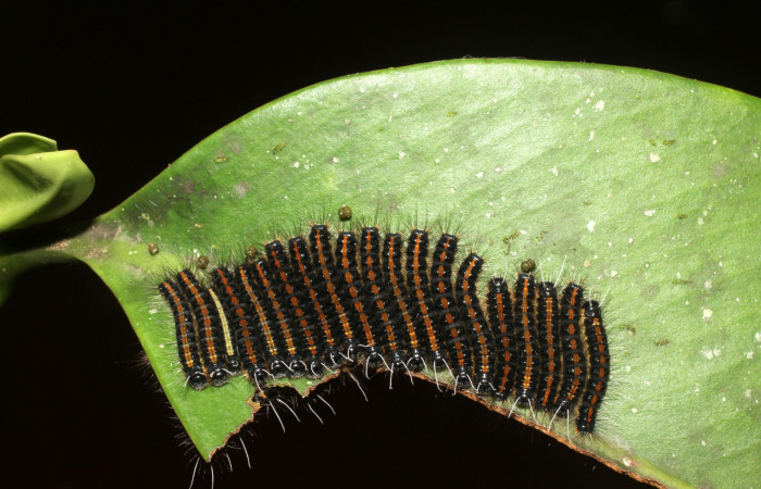 Figura 3. Posición  dorsal de larvas <i>Euselasia rhodongyne</i></i> de la familia (Riodinidae). Voucher, 17-SRNP-1638-DHJ704643.