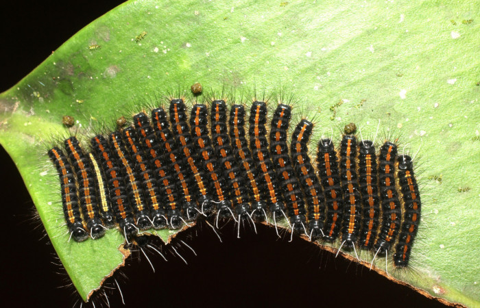 Figura 1. Grupo de las larvas <i>Euselasia rhodongyne</i></i> de la familia (Riodinidae). Voucher 17-SRNP-1638-DHJ704646.