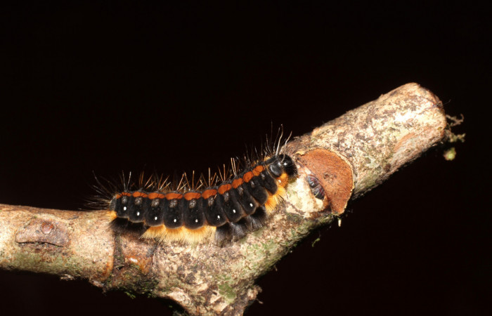 Figura 5.Lateral de la larva <i>Euselasia rhodongyne</i></i> de la familia (Riodinidae). Voucher, 17-SRNP-1638-DHJ704649.