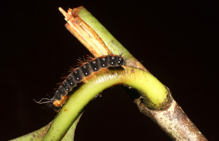 Figura 4. Lateral de la larva <i>Euselasia rhodongyne</i></i> de la familia (Riodinidae) Voucher,17-SRNP-1638-DHJ704651.