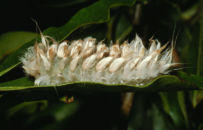 Figura 4. Larva último estadio de <i>Megalopyge hina</i></i> (Megalopygidae) posición lateral. Sector Cacao, Sendero Abajo. Voucher 03-SRNP-3787-DHJ72608.jpg.