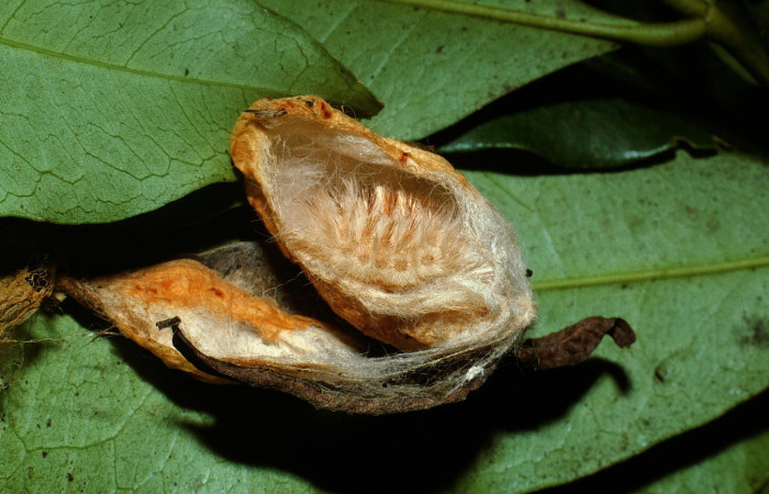 Figura 7. Capullo de <i>Megalopyge hina</i></i> (Megalopygidae) abierto dentro la prepupa. Voucher 03-SRNP-4582-DHJ73442.jpg.