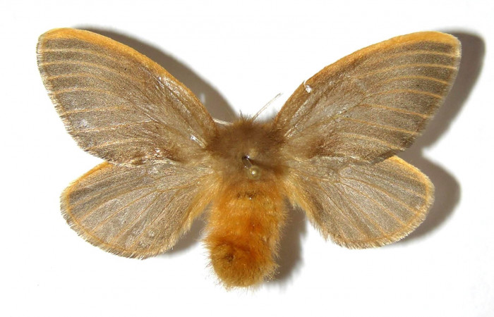 Figura 1. Adulto <i>Megalopyge hina</i></i> (Megalopygidae) hembra, posición dorsal. Voucher 04-SRNP-35306-DHJ329532.jpg.