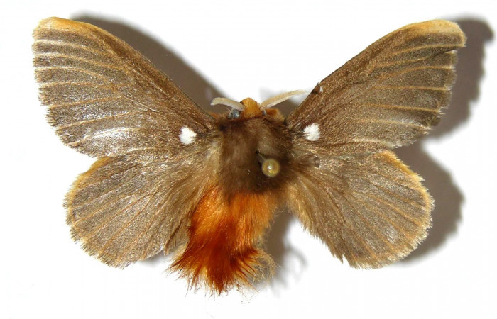 Figura 10. Macho de <i>Megalopyge hina</i></i> (Megalopygidae) vista dorsal. Voucher 04-SRNP-35307-DHJ329546.jpg.