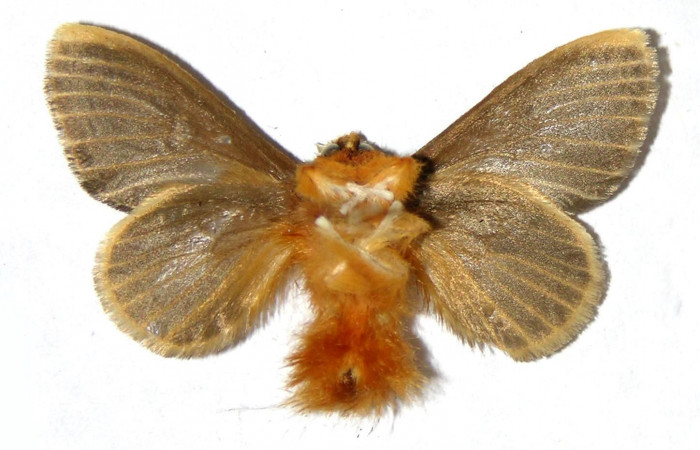 Figura 11. Macho de <i>Megalopyge hina</i></i> (Megalopygidae) vista ventral. Voucher 04-SRNP-35438-DHJ329545.jpg.