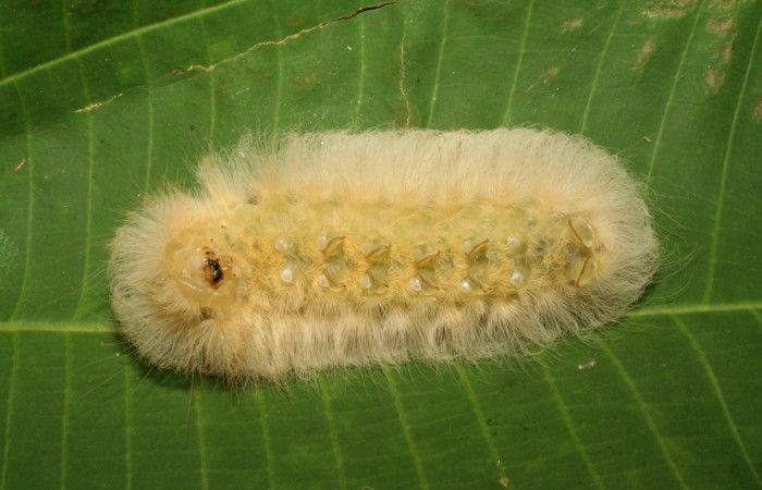 Figura 5. Larva último estadio de <i>Megalopyge hina</i></i> (Megalopygidae) posición ventral. Sector Pitilla, Pasmompa. Voucher 06-SRNP-33102-DHJ416091.jpg.