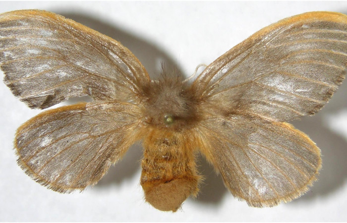 Figura 8. Hembra de <i>Megalopyge hina</i></i> (Megalopygidae) vista dorsal. Voucher 07-SRNP-35572-DHJ381012.jpg.
