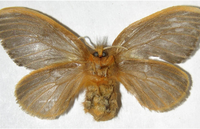 Figura 9. hembra de <i>Megalopyge hina</i></i> (Megalopygidae) vista ventral. Voucher 07-SRNP-35572-DHJ381013.jpg.